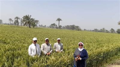 وكيلا الزراعة والتموين بالفيوم يتفقدان محصول القمح استعدادا لموسم الحصاد