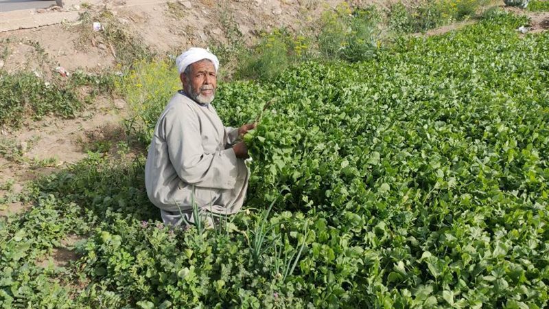 جدو الخضروات بالإسماعيلية