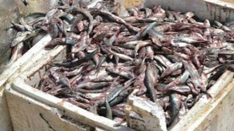 أسماك فاسدة - ارشيف