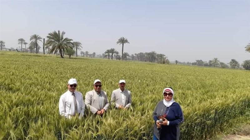 خلال تفقد محصول القمح