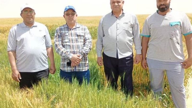 دكتور مجد المرسي