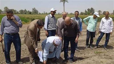 لجنة لفحص شكاوى مزارعي القطن في بني سويف