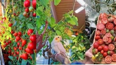 حدائق الجنة تقهر أزمة الطماطم وورق العنب 