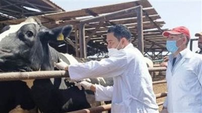 بيطري الشرقية.. فحص 3385 رأس ماشية ضد البروسيلا والسل البقري