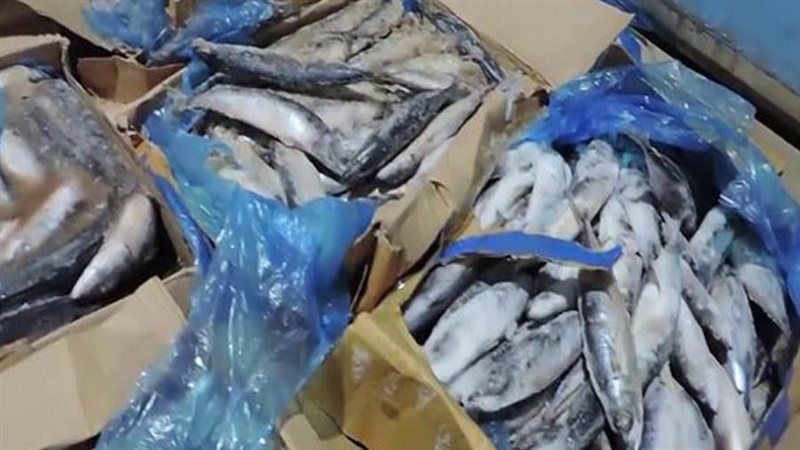 أسماك فاسدة بالقليوبية