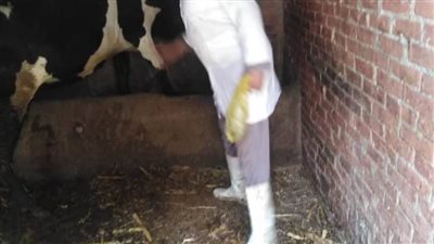 تحصين ٤٧٠ ألف رأس ماشية ضد الحمى القلاعية والوادي المتصدع بالبحيرة