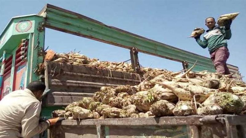 بنجر السكر - ارشيفية