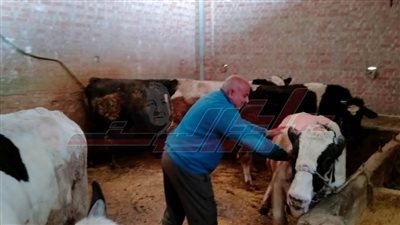 تحصين 200 ألف رأس ماشية ضد الوادي المتصدع والحمى القلاعية بكفر الشيخ