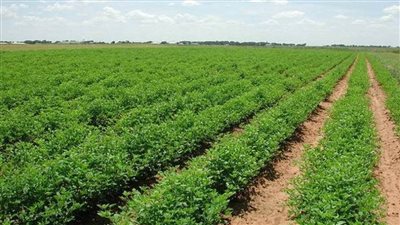 الريف المصري: بدء أعمال مد أراضي الـ1.5 مليون فدان في غرب المنيا بالكهرباء