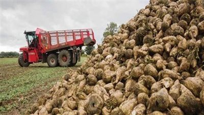 التموين: إنتاج 399ر13 ألف طن سكر من البنجر