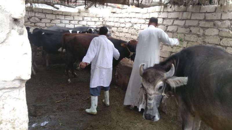 مديرية الطب البيطري