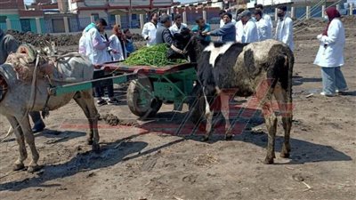 تحصين 210 آلاف رأس ماشية ضد الوادي المتصدع والحمى القلاعية بكفر الشيخ