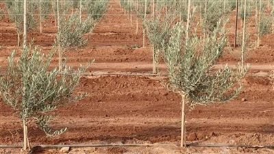 زراعة 12 فدانًا بأشجار الزيتون بمزرعة 