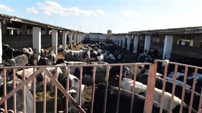 جهود الطب البيطرى.. تنفيذ ٤٩ وحدة بيطرية بالبحيرة بتكلفة ٢٥ مليون جنيه