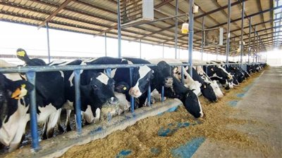  ٦٧ مزرعة ألبان مطورة بطاقة إنتاجية ٢٨٠٠ طن / يوم بالبحيرة