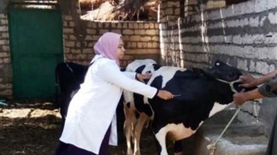 تحصين 241 ألف رأس من الماشية ضد الأمراض الوبائية بالغربية