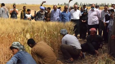 محافظ أسيوط: توريد 40 طن قمح بالشون والصوامع