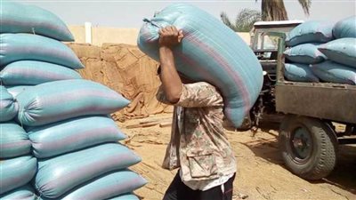 تموين المنيا: توريد 254 طنًا و809 كيلو قمح بالصوامع