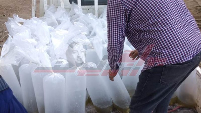 الزريعة المضبوطة