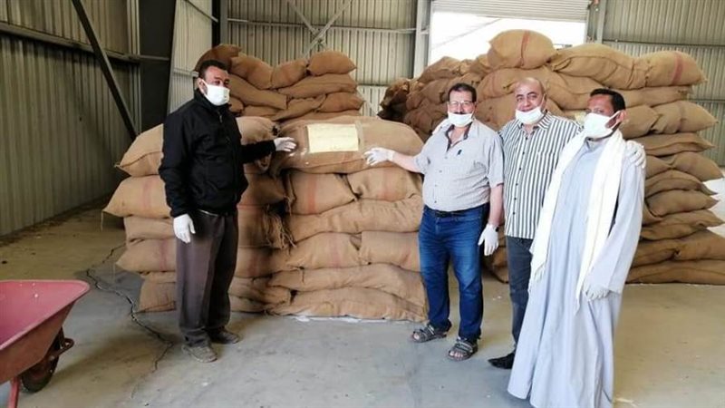 توريد القمح بالمنيا