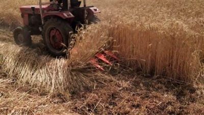 حصاد 3435 فدانا من محصول القمح بالشرقية 