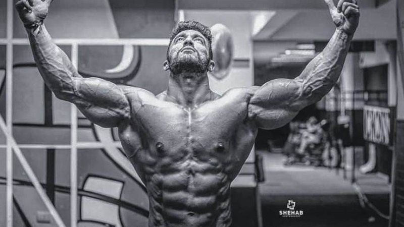 الصقر الأسود أحمد