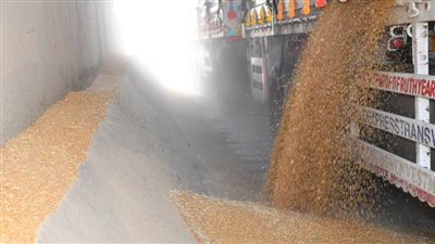 التحفظ على 63 طنا و500 كيلو قمح قبل بيعه بالسوق السوداء بالقليوبية 