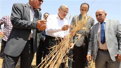محافظ المنيا يتابع توريد محصول القمح ويعلن استقبال 1428 طنًا منذ بدء التوريد