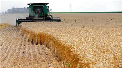 حصاد 606 فدادين من محصول القمح بالقليوبية 