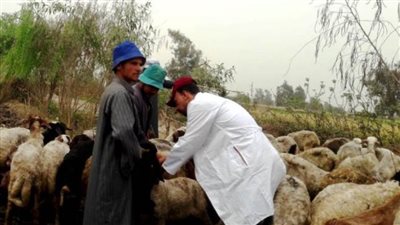 تحصين 524 ألفًا و871 رأس ماشية للوقاية من مرض الحمى القلاعية والوادي المتصدع بالشرقية 
