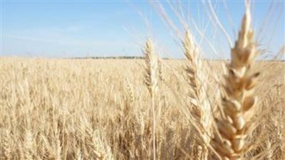 حرب أوكرانيا يمكن أن تدفع الملايين إلى مكان آخر في الجوع