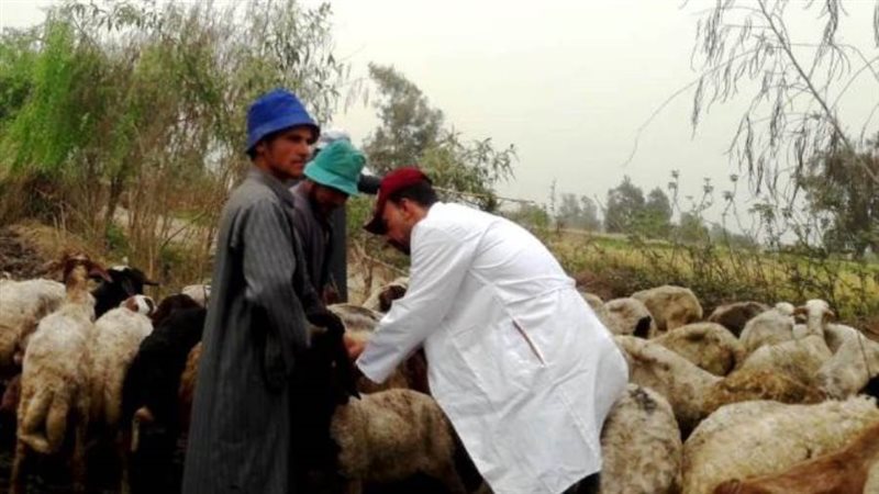 تحصين الماشية