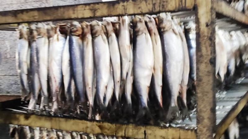 أسماك غير صالحة للإستهلاك