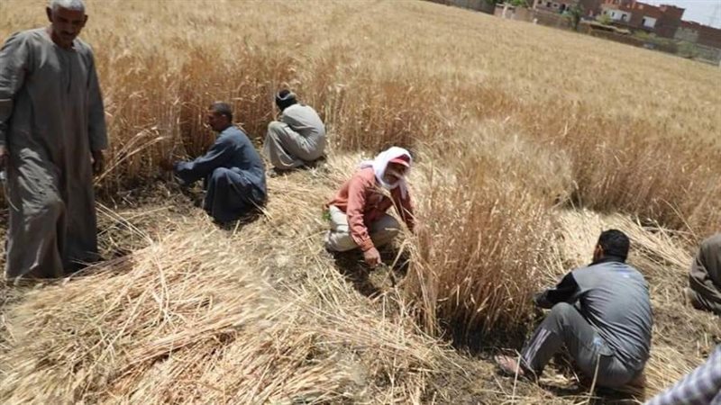 توريد القمح بالمنيا