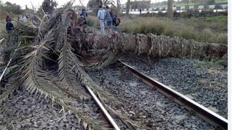 سقوط نخلتين على شريط