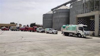 صوامع الشرقية تستقبل 873 طنًا من الذهب الأصفر 