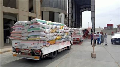 توريد 21023 طنًا و650 كيلو قمح بكفر الشيخ