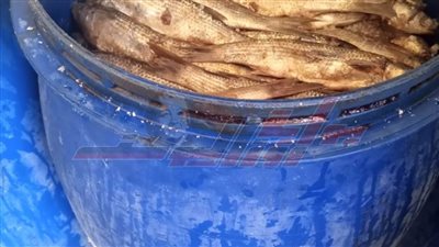 تكثيف الرقابة على الأسواق وضبط 850 كيلو أسماك مملحة بكفر الشيخ