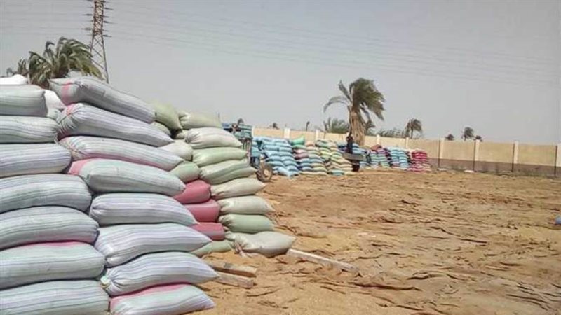 توريد القمح بالمنيا