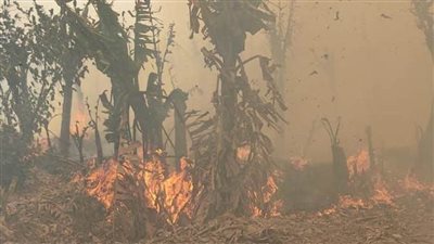 السيطرة على حريق هائل بمزرعة موز بالقناطر الخيرية 