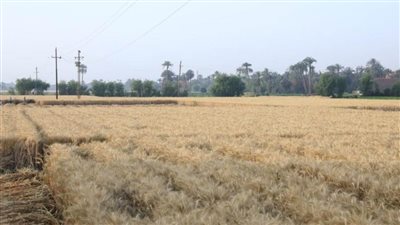 محافظ سوهاج يتابع موقف توريد محصول القمح للشون والصوامع