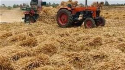 توريد 24267 طن قمح لصوامع وشون الشرقية