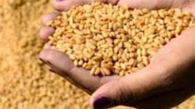  توريد ١١١ ألفًا و٥٦ طنًا من محصول القمح بصوامع الوادي الجديد