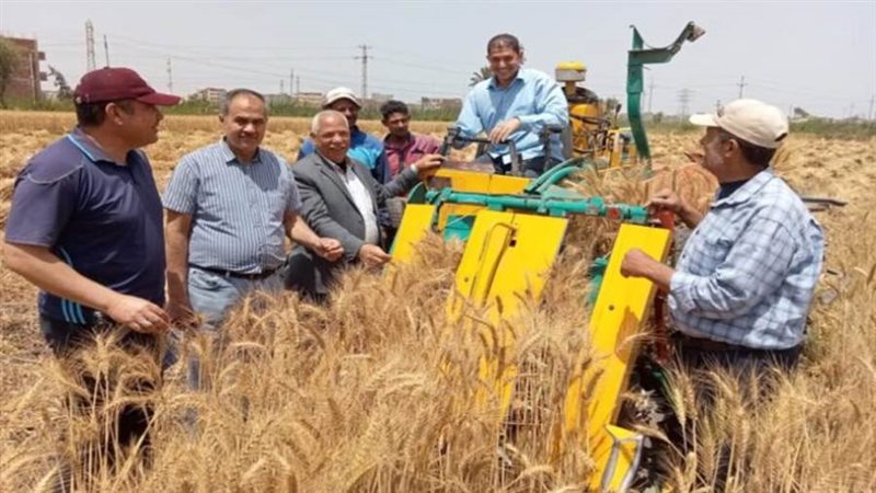 حصاد محصول القمح