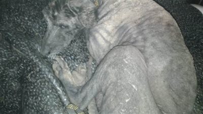 جمعية الرفق بالحيوان تؤكد: العثور علي الحيوان الذي اثار جدلا في الشارع الإسماعيلي