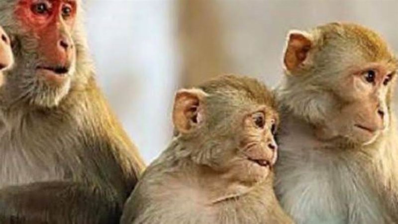 فيروس جدري القرود