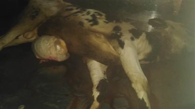 التحفظ على ذبيحة مريضة ضبطت محملة داخل سيارة بالطريق الزراعي بكفر الدوار