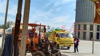 شون وصوامع كفر الشيخ تستقبل 87410 أطنان و 158 كيلو قمح