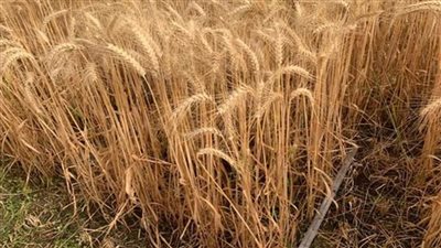  علماء الطاقة الذرية يحصدون محصول القمح المنتج بأنشاص