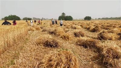 انتظام توريد القمح وتوريد  ٢٨٤١ طنا لصوامع القنطرة شرق بالإسماعيلية